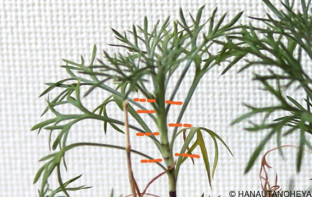 ローダンセマム　アプリコットジャム