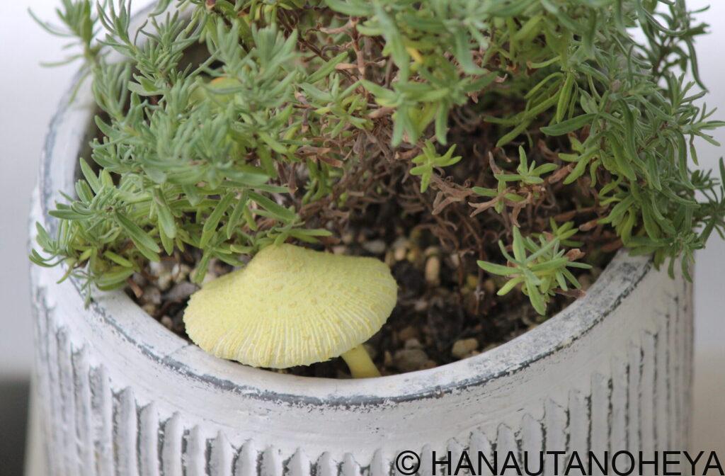 コガネキヌカラカサタケ　幸運のきのこ