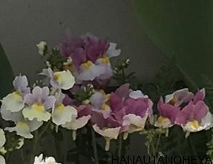 宿根ネメシア ピーチパイ