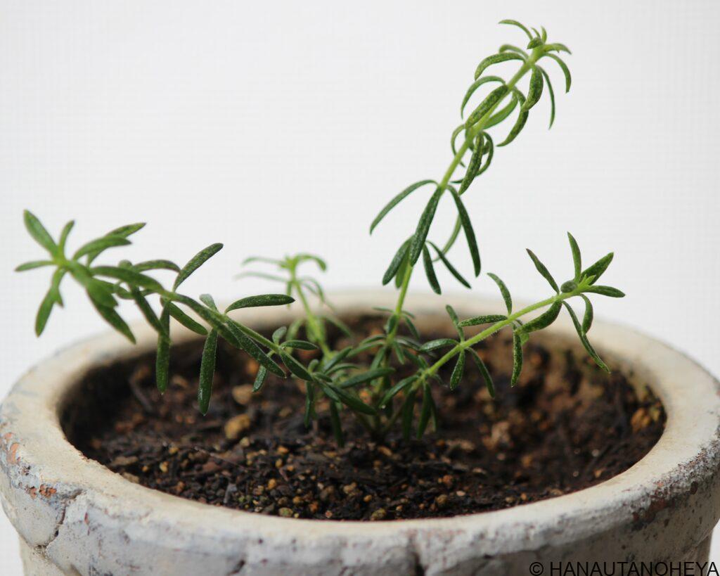 ウエストリンギア フルティコサ