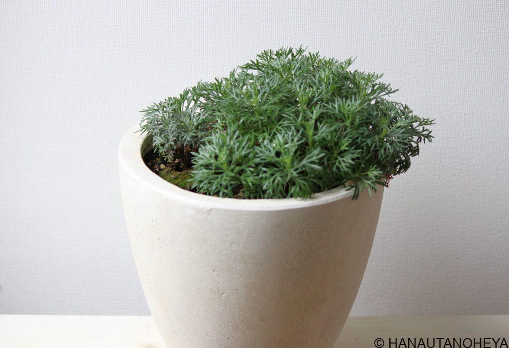 アプリコットジャム　ローダンセマム　挿し芽　エルフピンク