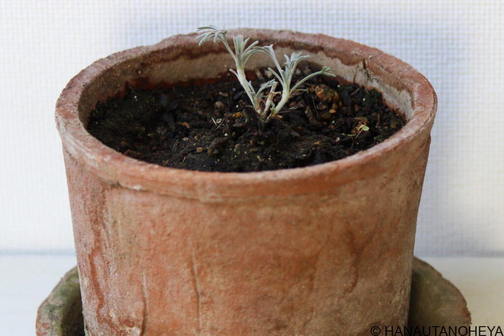 ローダンセマム　エルフピンク　挿し芽