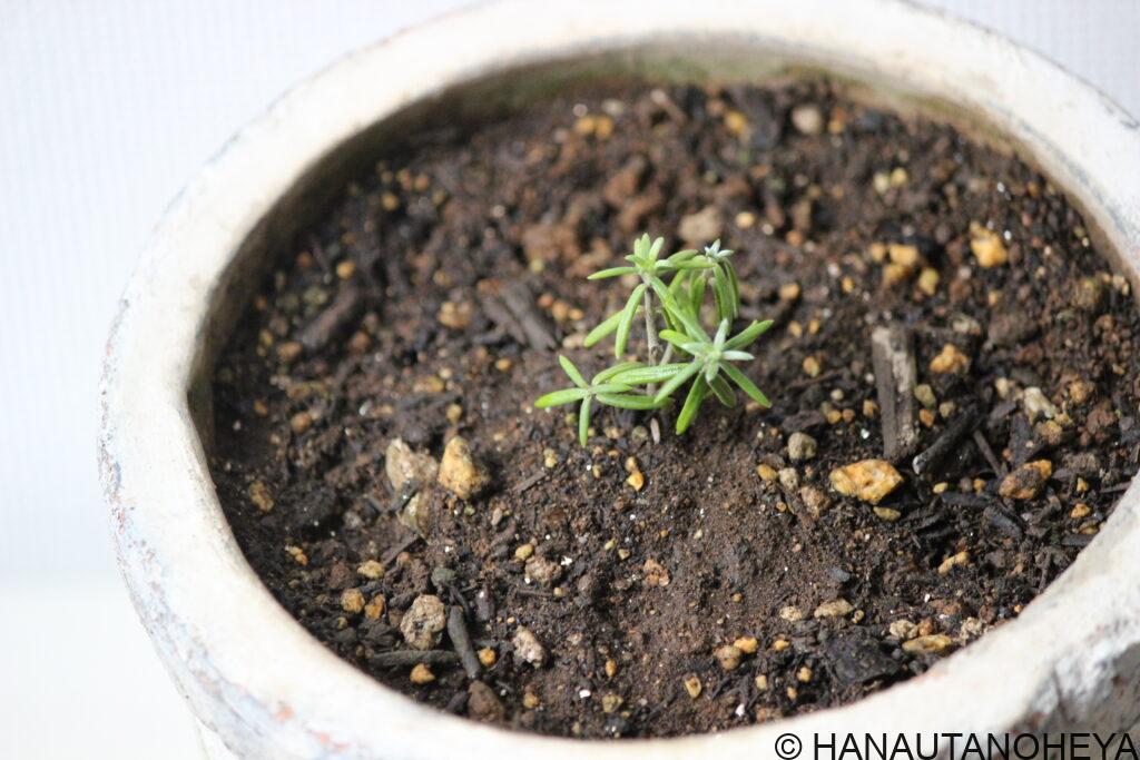 ウエストリンギア フルティコサ