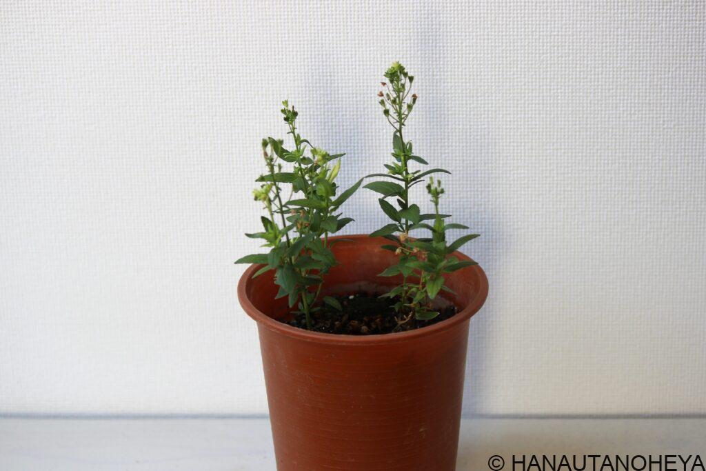 宿根ネメシア ピーチパイ 挿し木