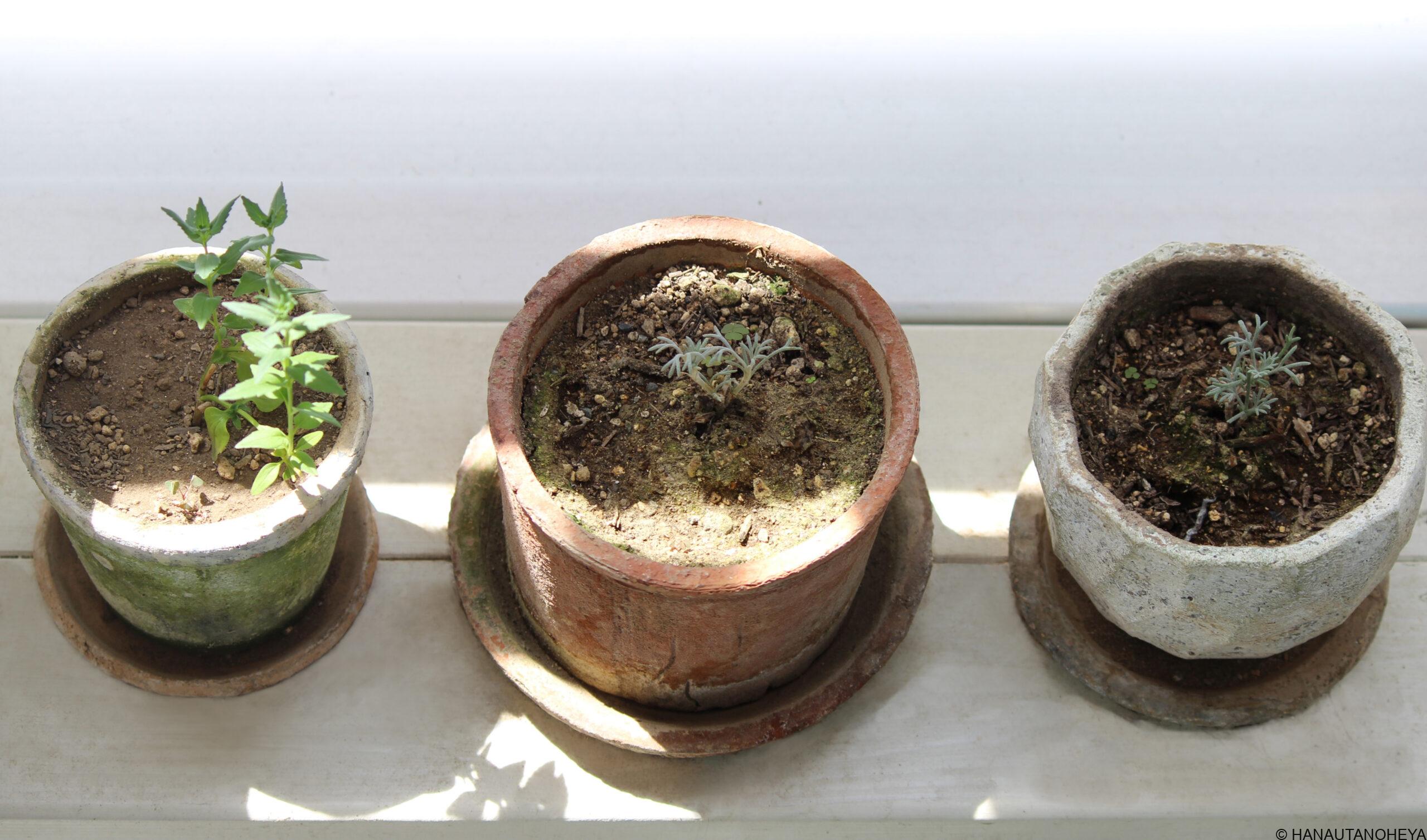 挿し芽　挿し木　成功　方法