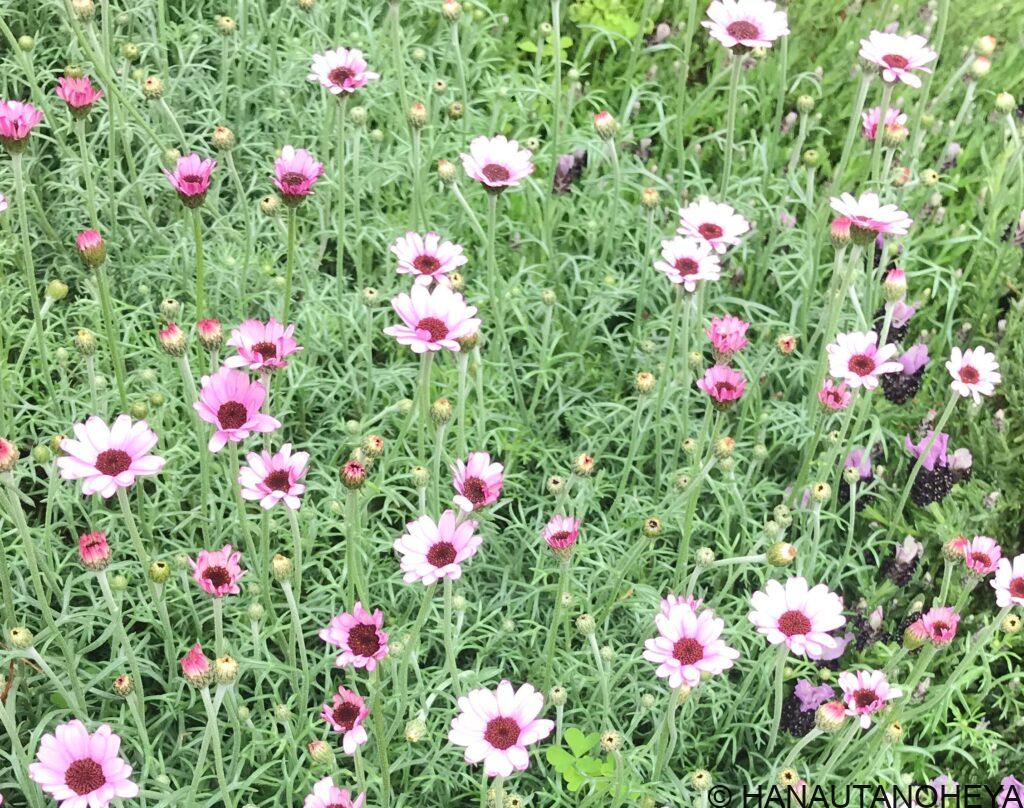 ローダンセマム　エルフピンク