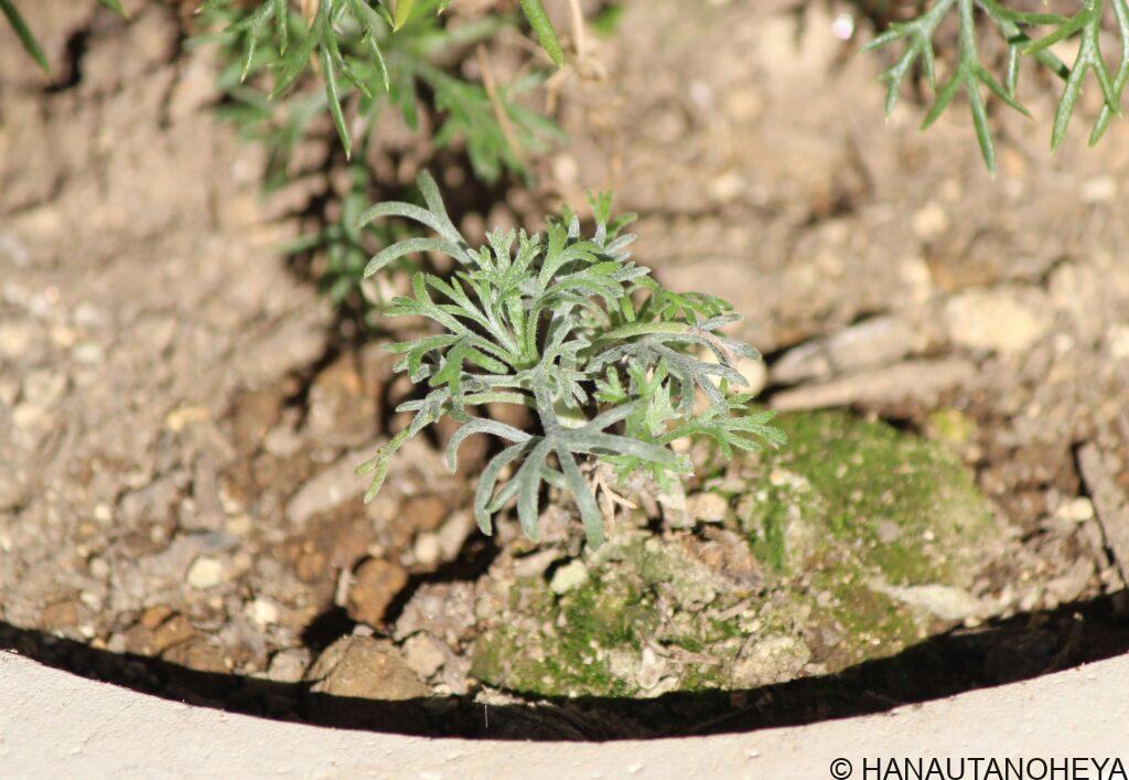 ローダンセマム　エルフピンク　アプリコットジャム　挿し木　挿し芽