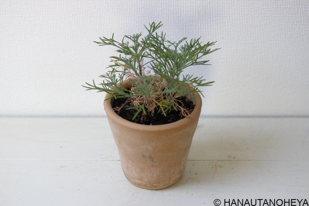 ローダンセマムの挿し芽、挿し木 ーはなうたのへや