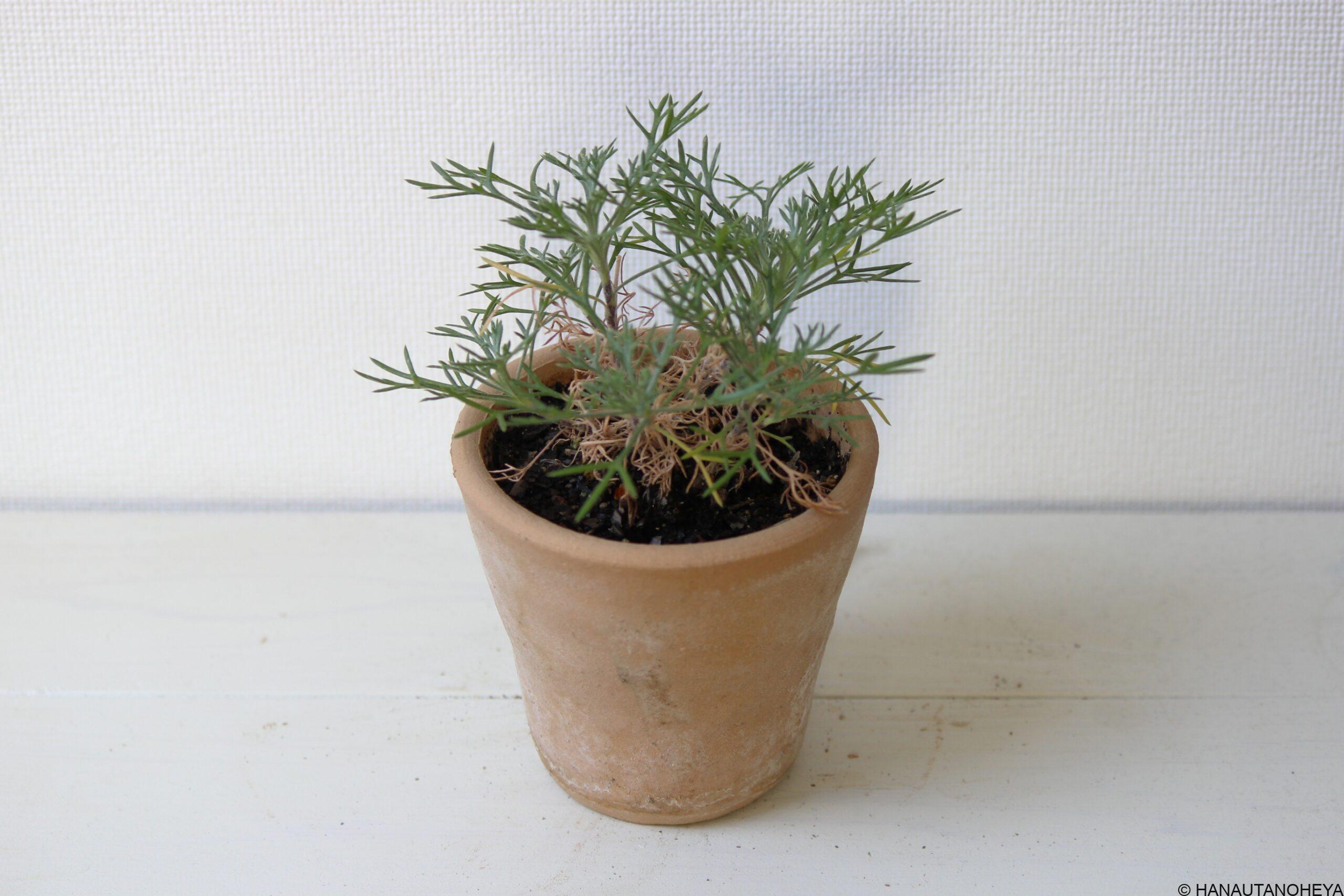 ローダンセマム 挿し芽、挿し木での増やし方