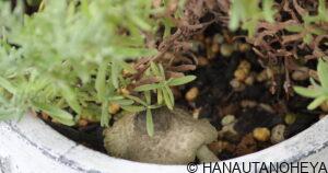 コガネキヌカラカサタケ