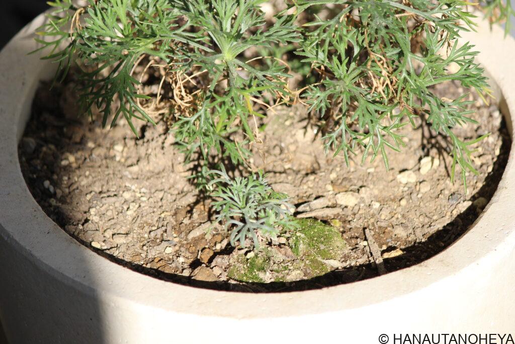 ローダンセマム　エルフピンク　アプリコットジャム　挿し木　挿し芽