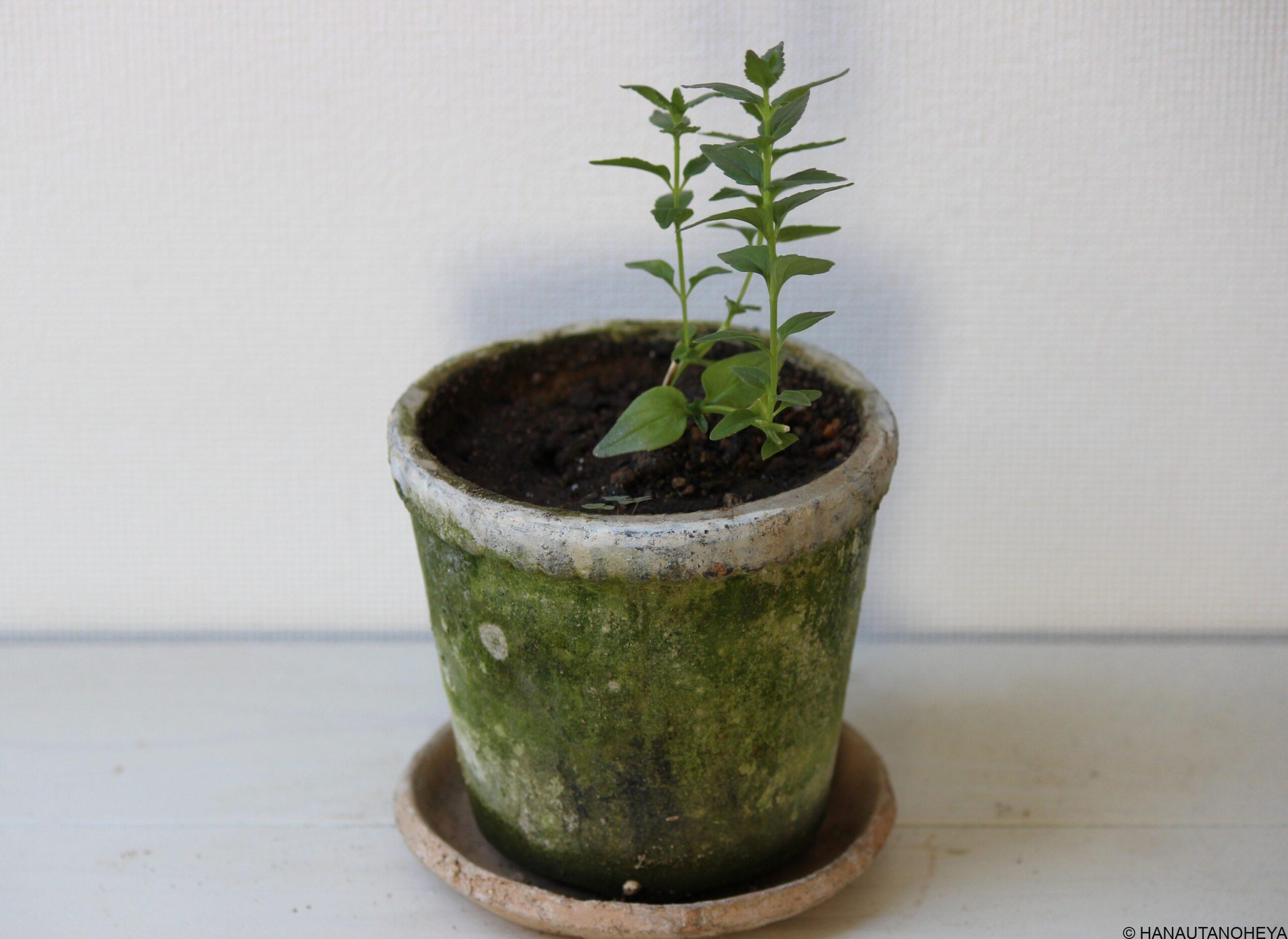 宿根ネメシア 挿し芽、挿し木での増やし方