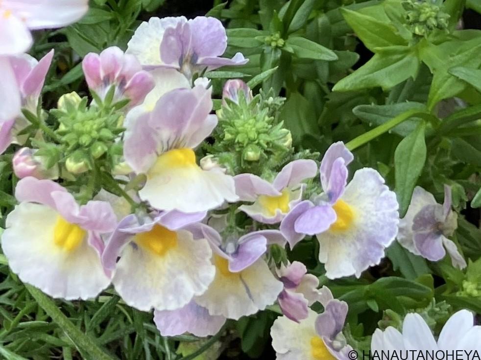 宿根 ネメシア ヴァヴァブーン 挿し芽 挿し木 増やし方