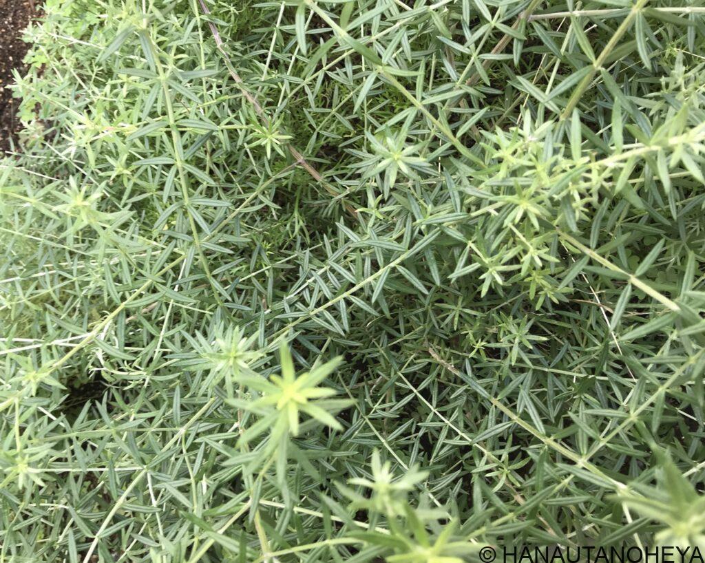 ウエストリンギア フルティコサ