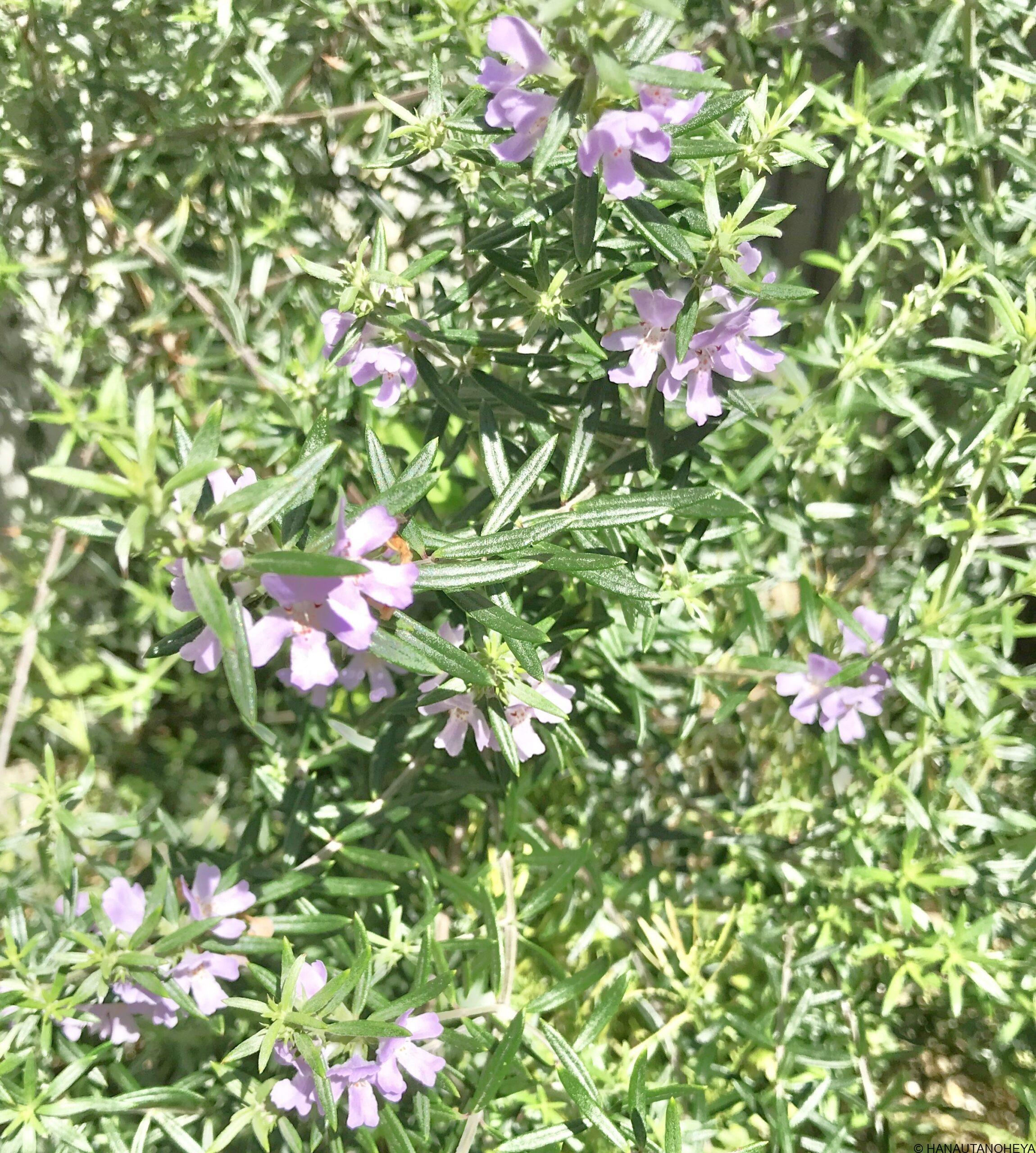 ウエストリンギア 挿し芽、挿し木での増やし方
