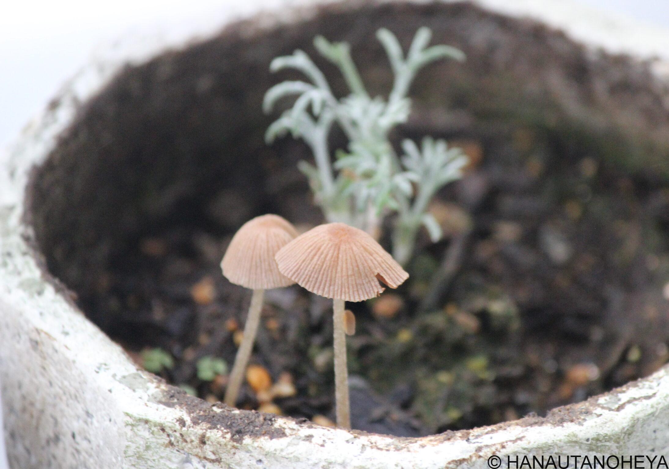 植木鉢きのこ　PART２