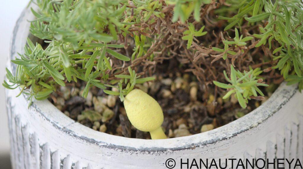 コガネキヌカラカサタケ　幸運のきのこ　黄緑