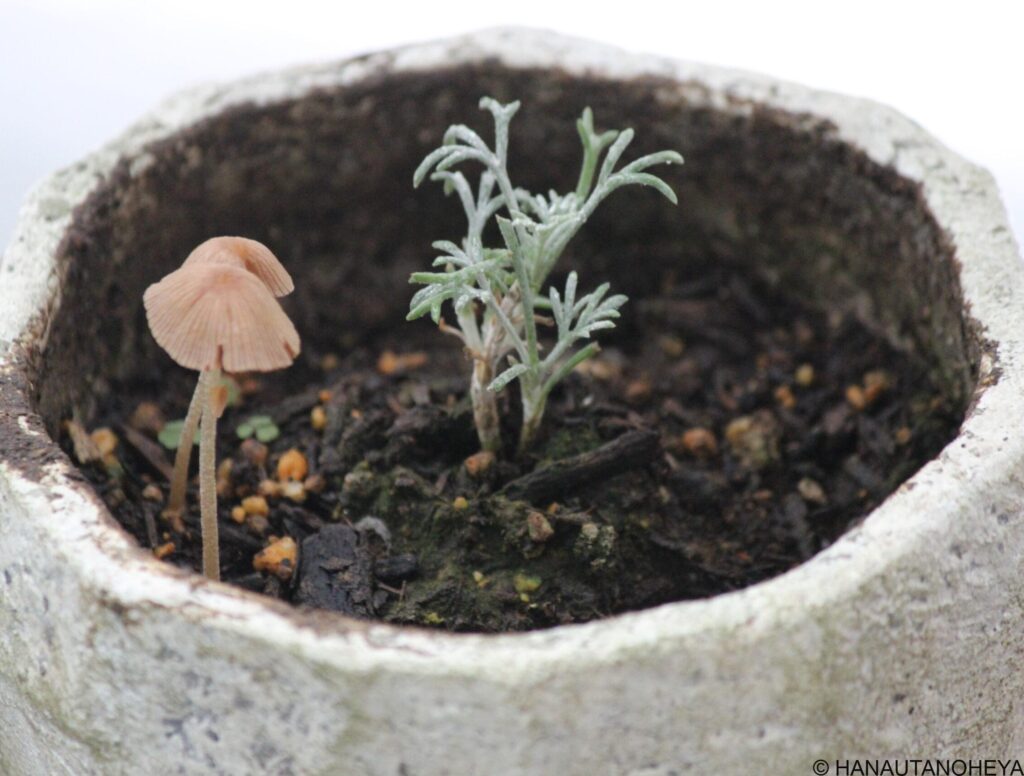 コガサタケ　ローダンセマム　エルフピンク