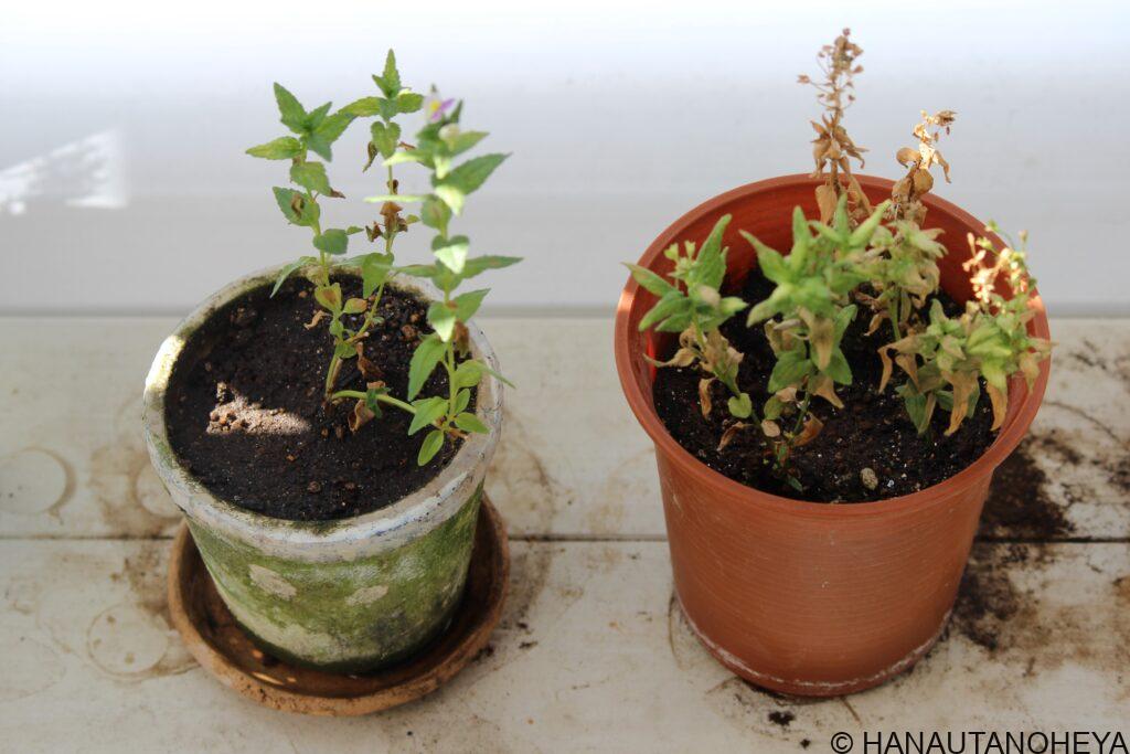 宿根ネメシア　ピンクレモネード　ピーチパイ　挿し芽