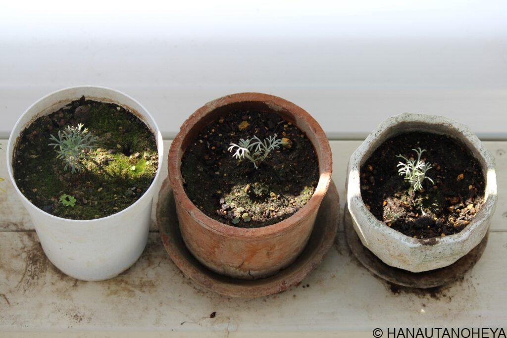 ローダンセマム　エルフピンク　挿し芽