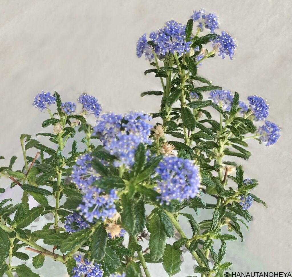 セアノサス　パシフィックブルー