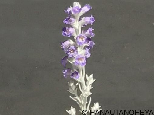 エレモフィラニベア オージープランツ