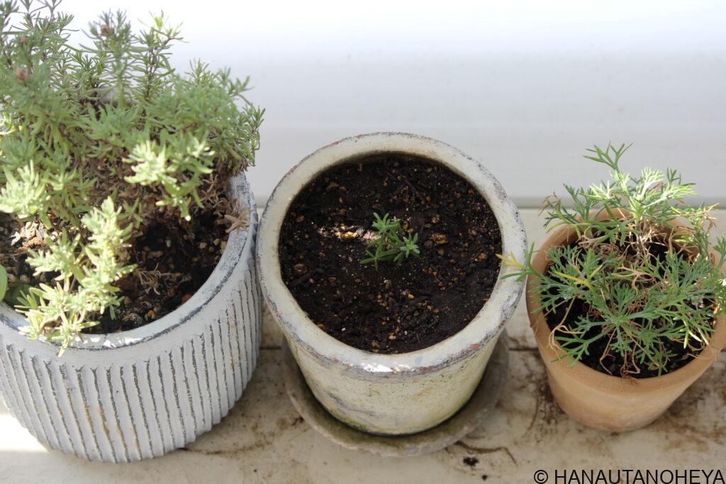 フレンチラベンダー　ウエストリンギア　フルティコサ　ローダンセマム　アプリコットジャム