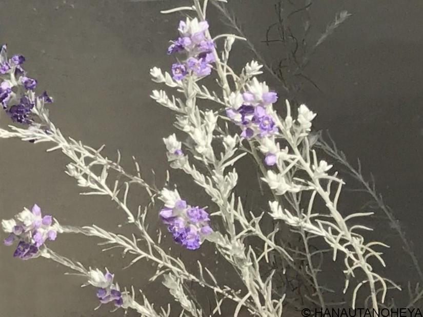 エレモフィラニベアの栽培