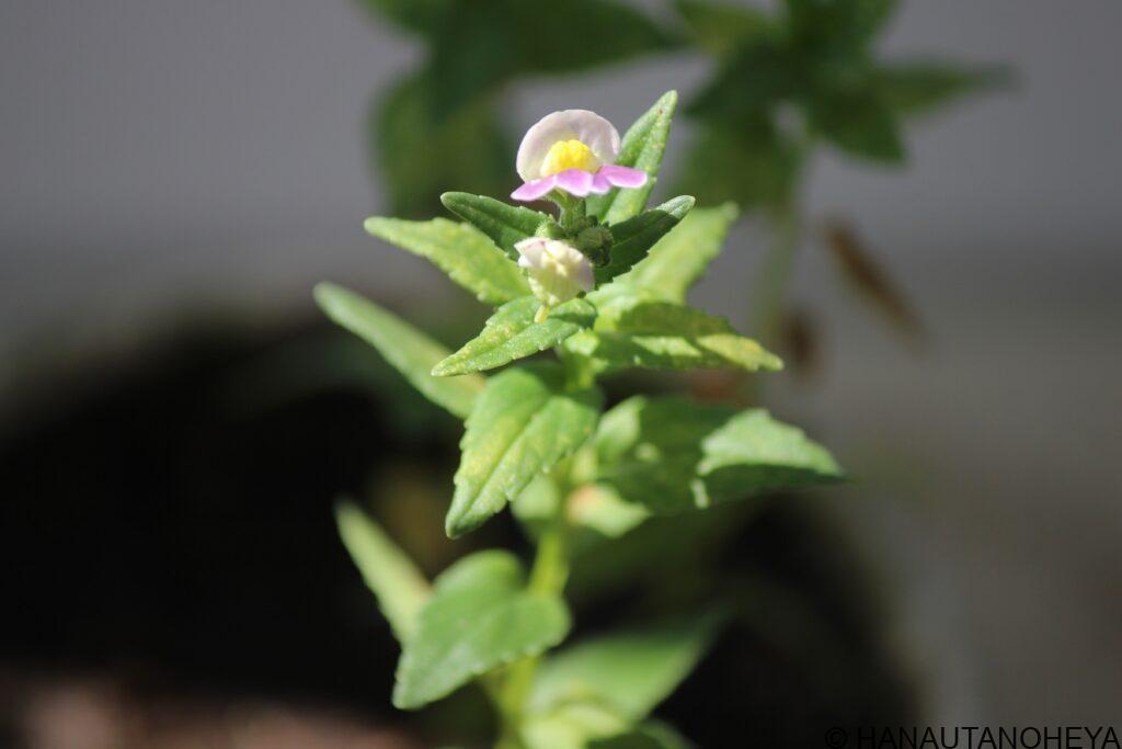 宿根ネメシア　ピンクレモネード