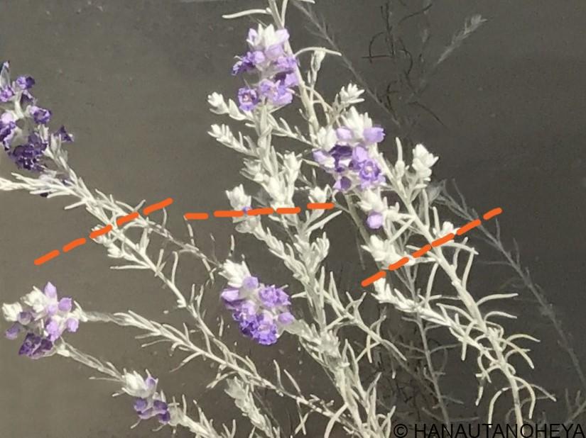 エレモフィラニベア　挿し木　挿し芽　やり方