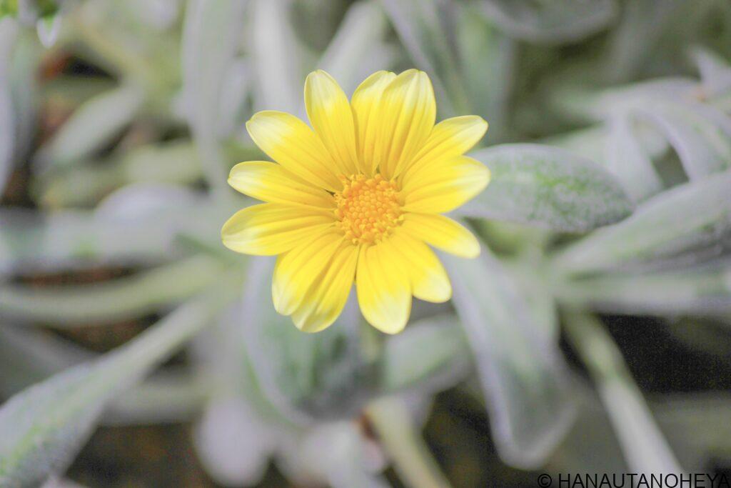 ガザニアビースト　シルバーフォックス