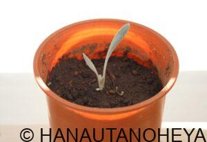 ガザニアビースト 挿し芽 挿し木 シルバーフォックス