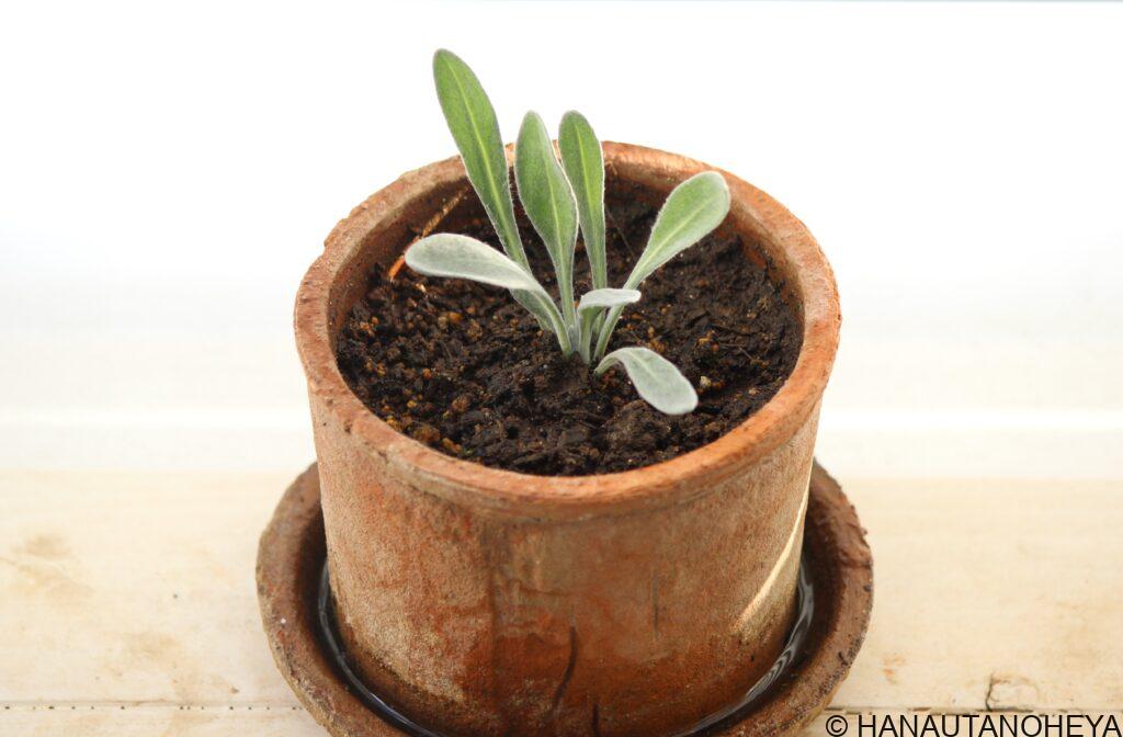 ガザニアビーストの増やし方　ーはなうたのへや