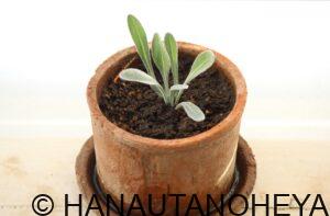 ガザニアビースト シルバーフォックス 挿し芽