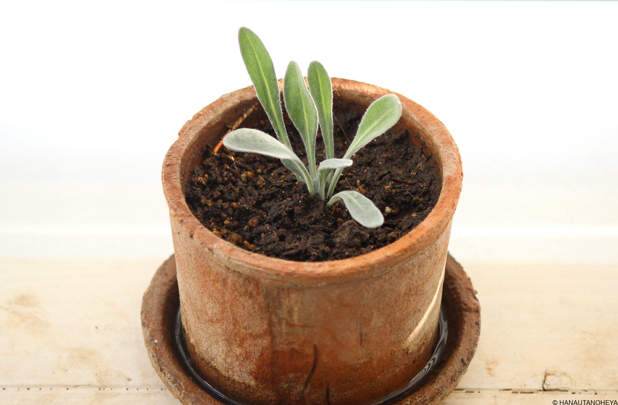 ガザニアビースト 挿し芽、挿し木での増やし方