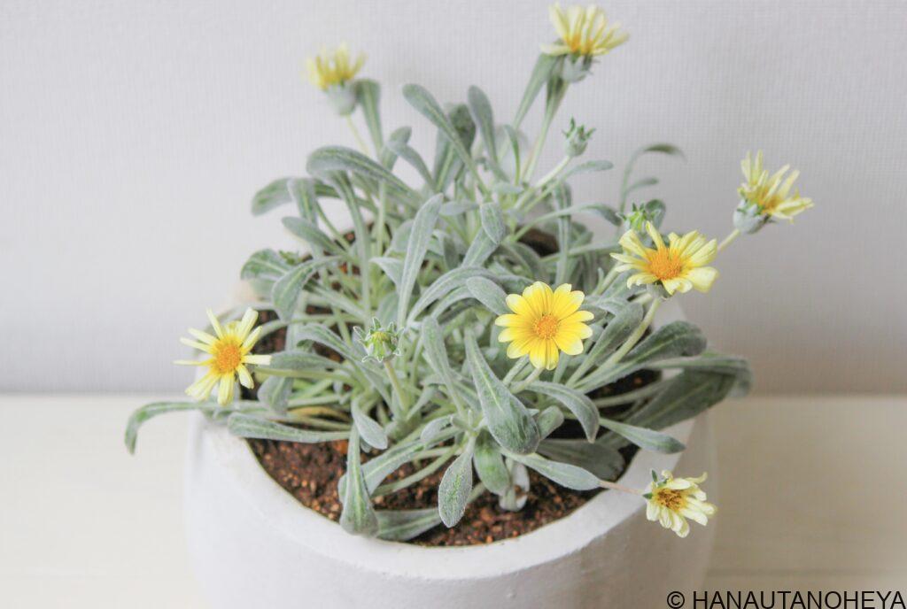 ガザニアビースト　シルバーフォックス