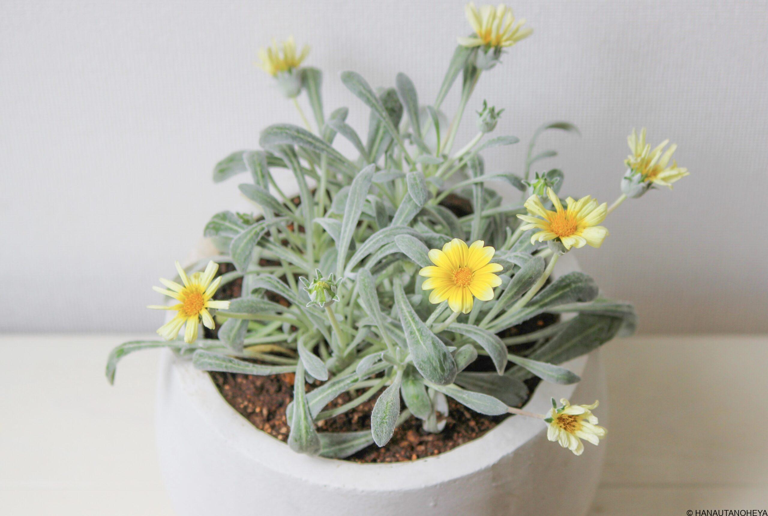 ガザニアビースト