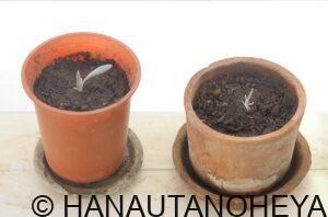 ガザニアビースト　シルバーフォックス　挿し芽　挿し木