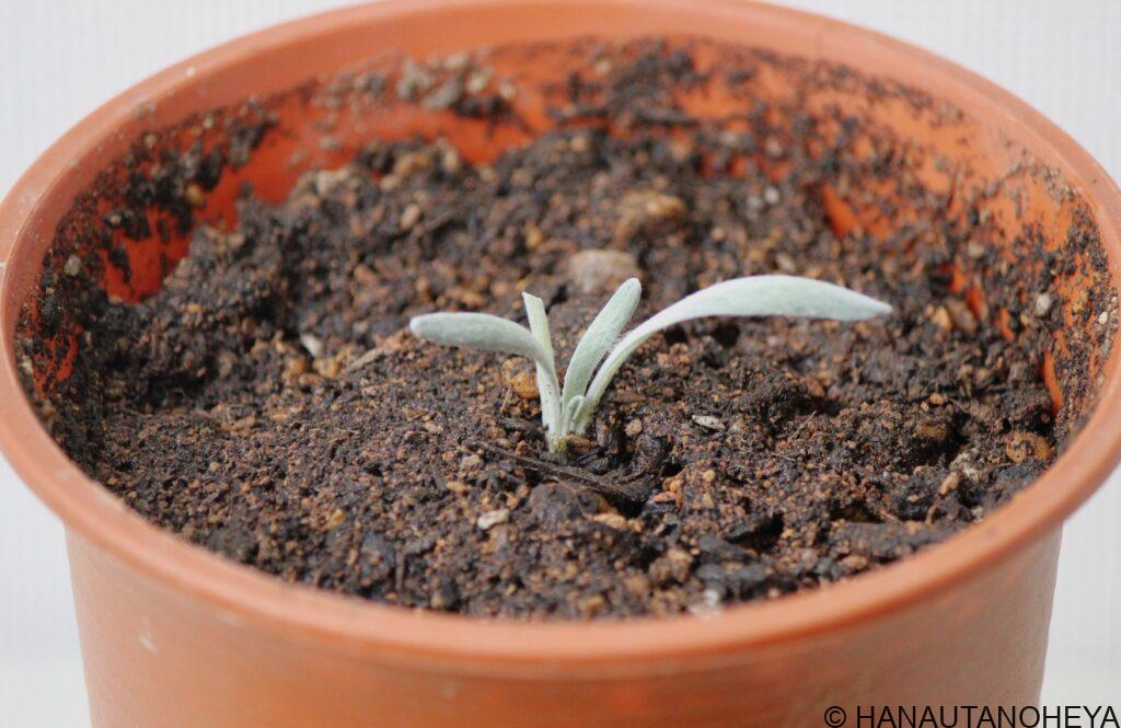 ガザニア　ビースト　挿し芽　挿し木