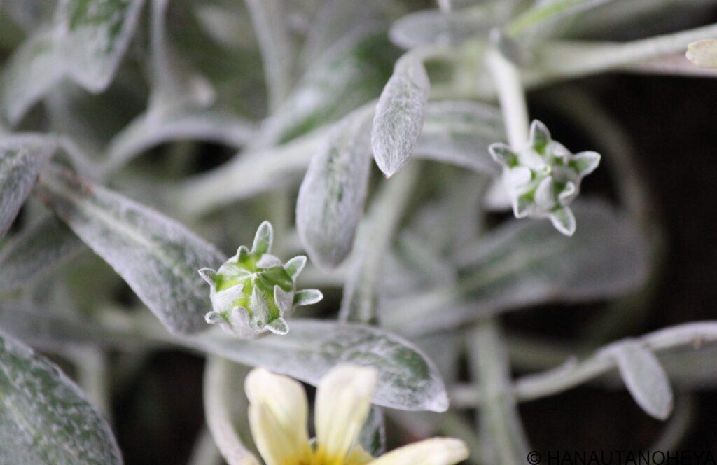 ガザニアビースト　シルバーフォックス