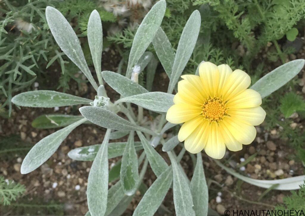 ガザニアビースト　シルバーフォックス　挿し芽　成功