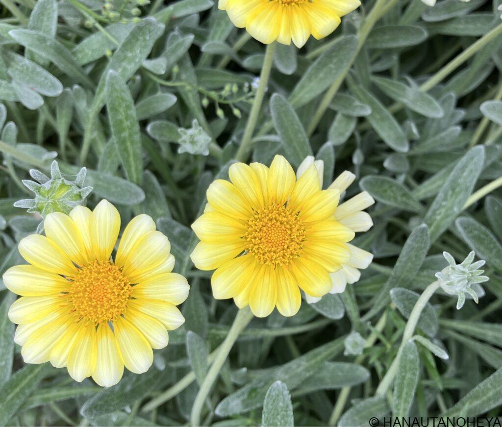 ガザニアビースト　シルバーフォックス　挿し芽　成功