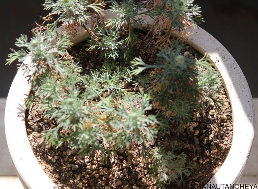 アプリコットジャム　エルフピンク　挿し芽　鉢植え　冬越し