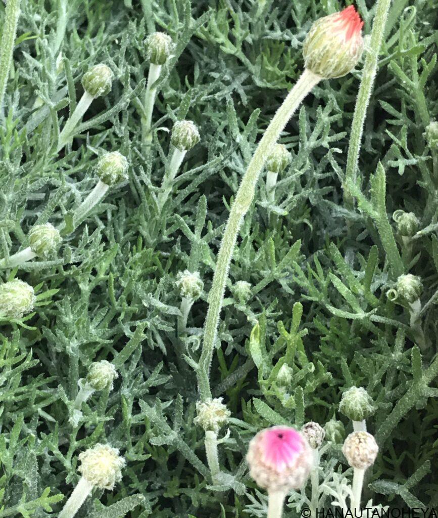 アプリコットジャム　エルフピンク　挿し芽　鉢植え　冬越し