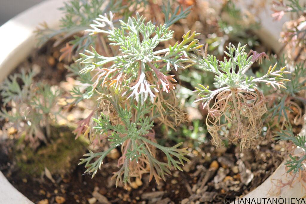ローダンセマム　アプリコットジャム　エルフピンク　冬越し　挿し芽
