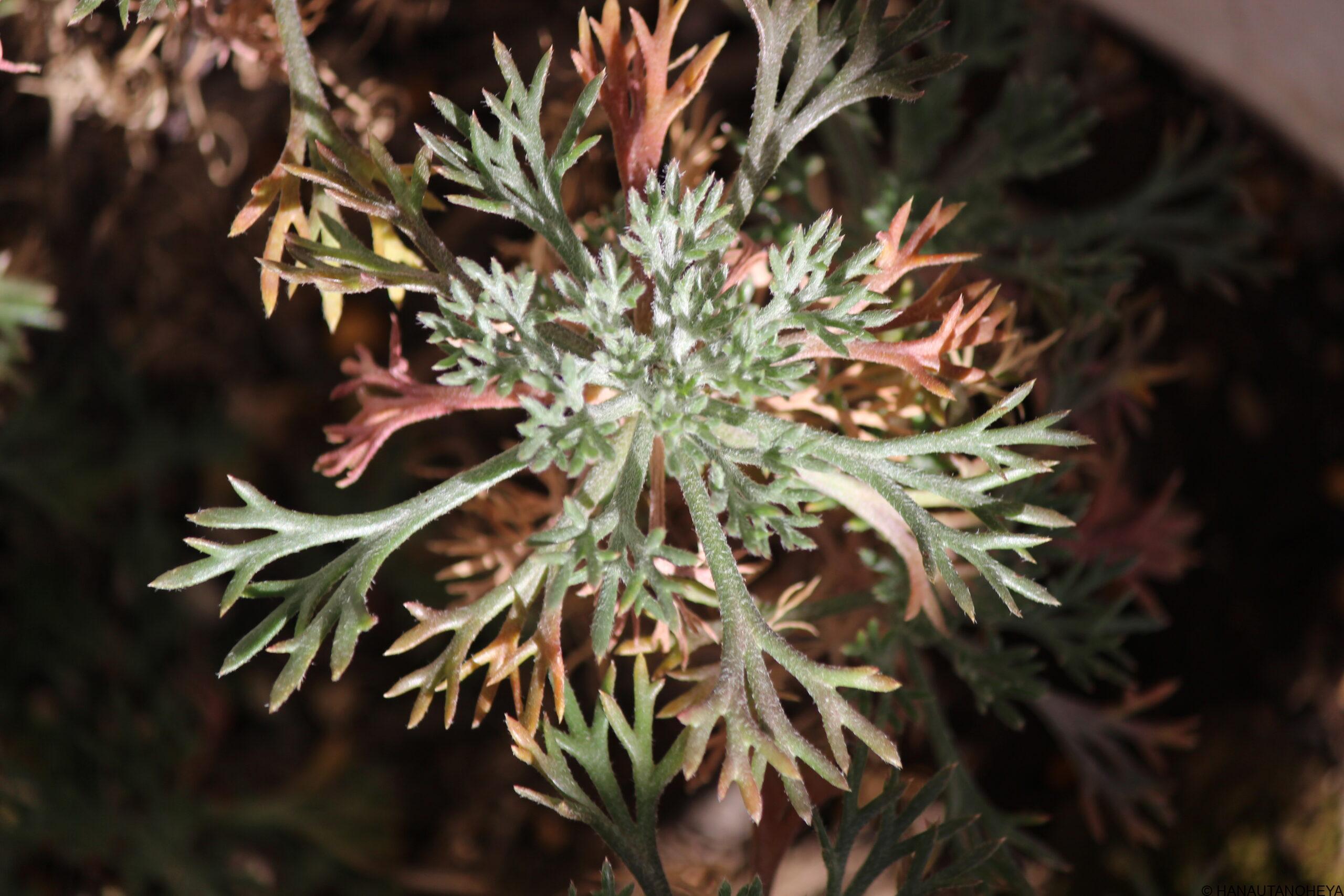 ローダンセマムの冬越し