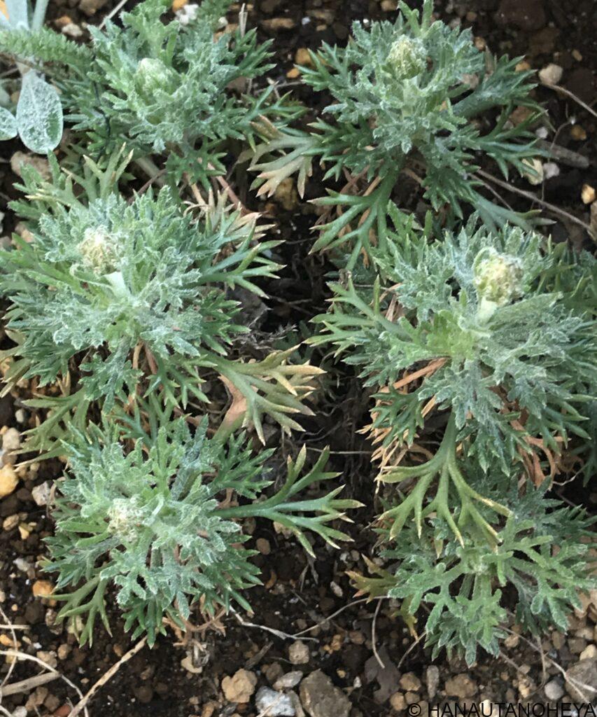 アプリコットジャム　エルフピンク　挿し芽　鉢植え　冬越し