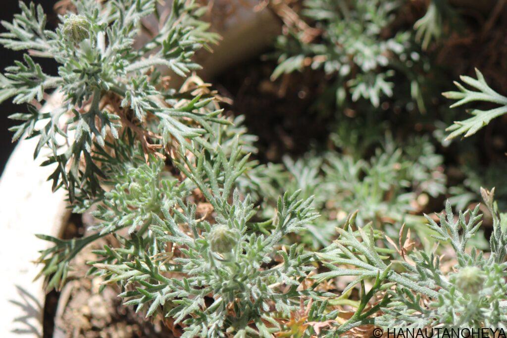 アプリコットジャム　エルフピンク　挿し芽　鉢植え　冬越し