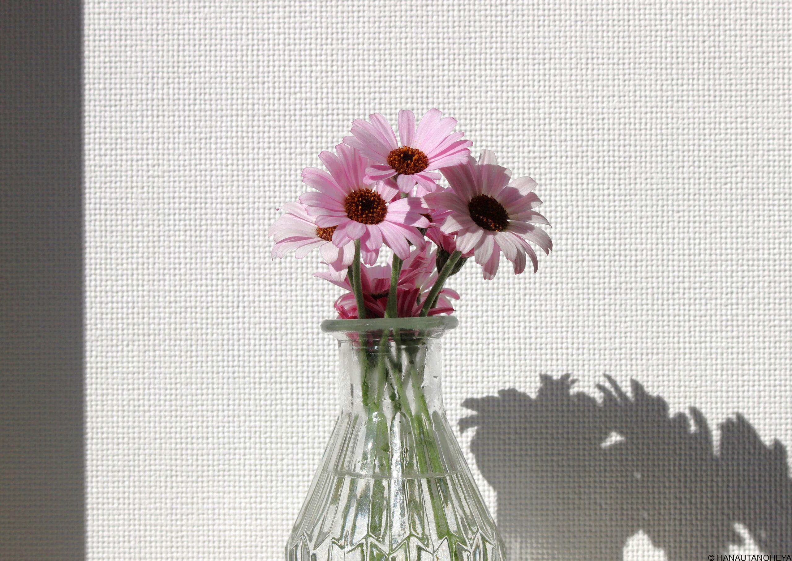 ローダンセマム　品種による違い