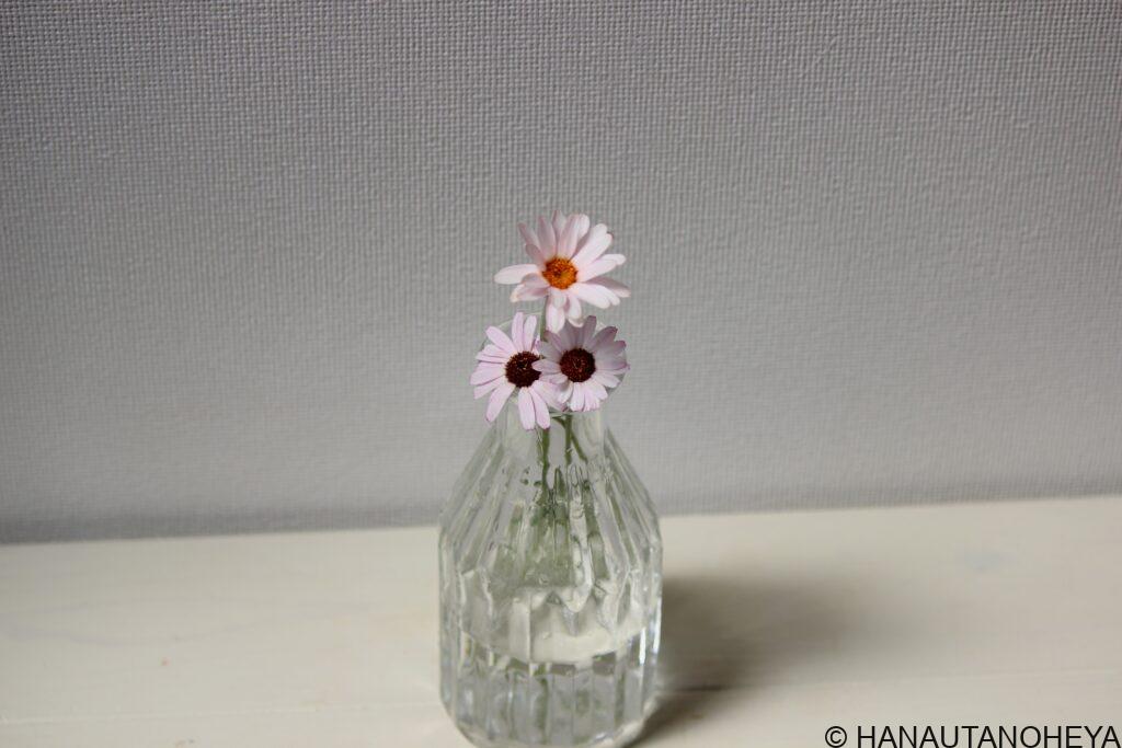 エルフピンク　リルピンク　アプリコットジャム　ローダンセマム　挿し木　挿し芽　違い